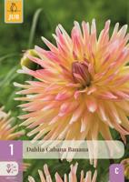 Dahlia cabana banana
