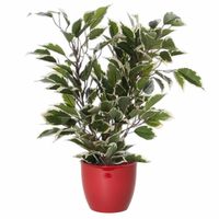 Groen/witte ficus kunstplant 40 cm met plantenpot wijnrood D13.5 en H12.5 cm - Kunstplanten - thumbnail