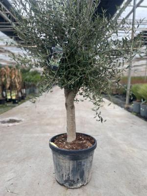 Olea europaea II - Oosterik home