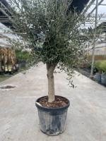 Olea europaea II - Oosterik home