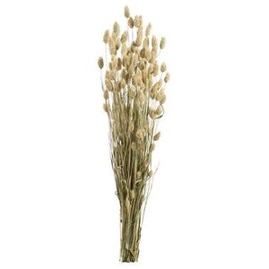 Droogbloemen Phalaris - naturel - 76 cm - Leen Bakker