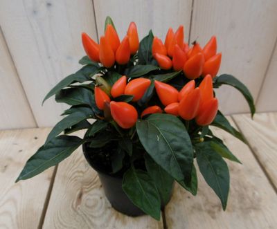 3 stuks! Sierpeper oranje - Warentuin natuurlijk