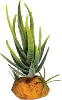 Plant aloe green Repto - Repto