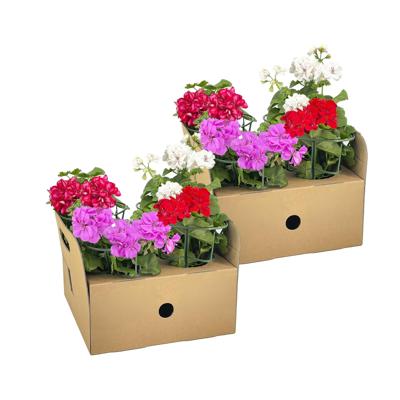 Pelargonium peltatum Mix Ø12 cm - ↕20 cm