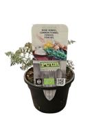 Puur Biologische Roodbladige Venkel