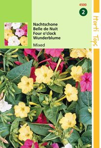 Mirabilis Jalapa Gemengd - Hortitops