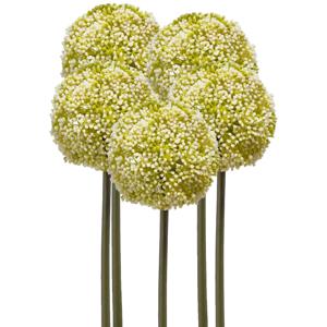 Allium/Sierui kunstbloem - 5x - losse steel - wit/groen - 75 cm - Natuurlijke uitstraling