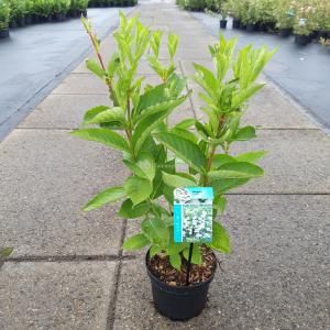 Weigela struik Candida - 50 - 60 cm - 7 stuks