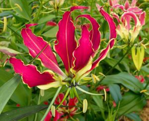 Prachtlelie - Gloriosa Rothschildiana